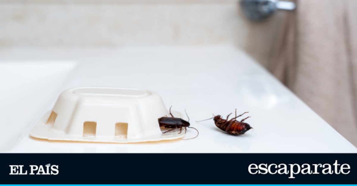 Las 5 trampas para cucarachas más eficaces y mejor valoradas de Amazon son estas | Estilo de vida | Escaparate