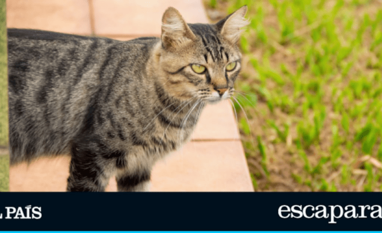 Adiós a que los gatos se cuelen en tu jardín: este es el ahuyentador que está arrasando en Amazon | Estilo de vida | Escaparate