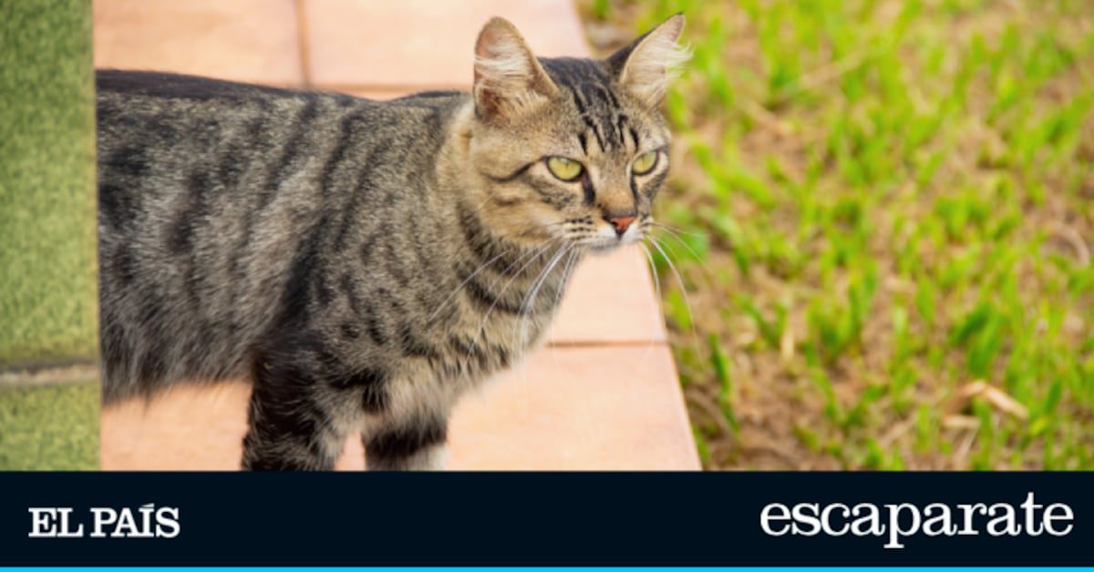 Adiós a que los gatos se cuelen en tu jardín: este es el ahuyentador que está arrasando en Amazon | Estilo de vida | Escaparate