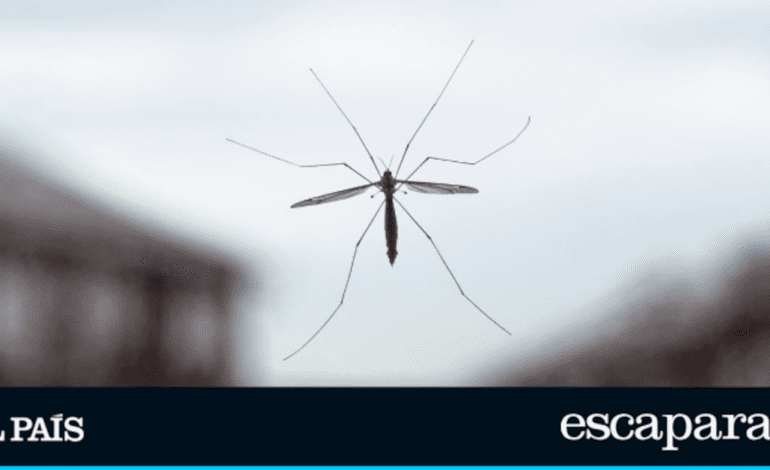 Ni mosquiteras ni insecticidas: este es el producto superventas que podrás usar en la casa, el jardín o la terraza | Estilo de vida | Escaparate