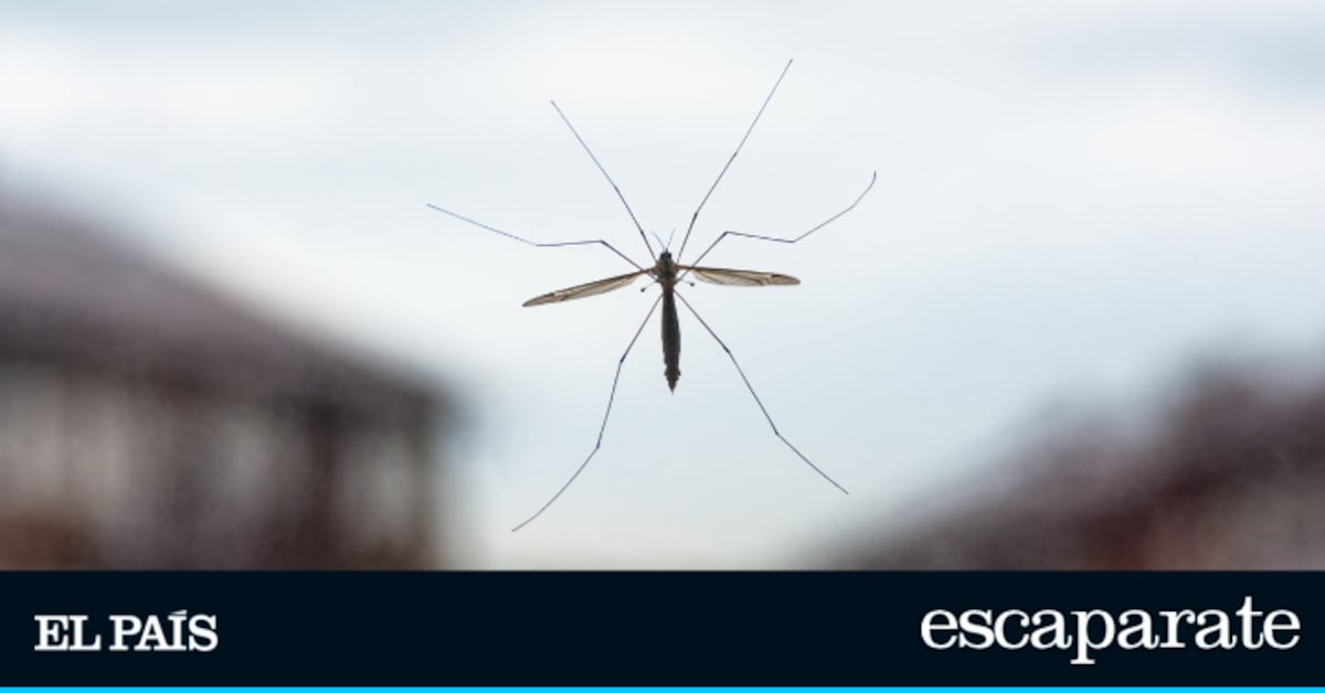 Ni mosquiteras ni insecticidas: este es el producto superventas que podrás usar en la casa, el jardín o la terraza | Estilo de vida | Escaparate