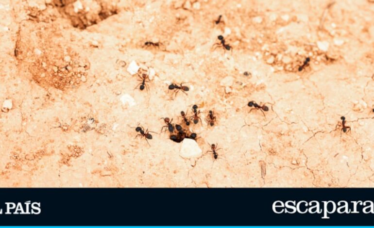 Adiós a las colonias de hormigas y otros insectos del jardín sin esfuerzo con este producto libre de residuos y barato | Estilo de vida | Escaparate