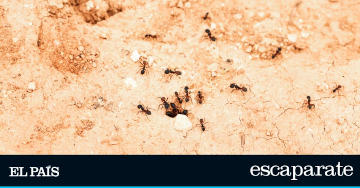 Adiós a las colonias de hormigas y otros insectos del jardín sin esfuerzo con este producto libre de residuos y barato | Estilo de vida | Escaparate