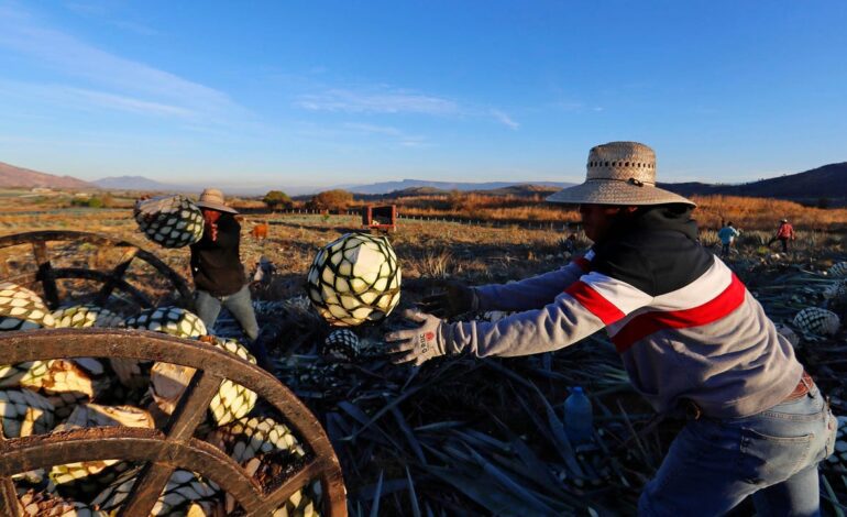 más de la mitad de los campesinos son migrantes