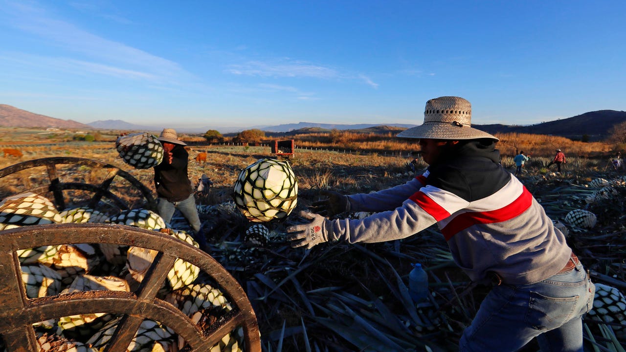 más de la mitad de los campesinos son migrantes