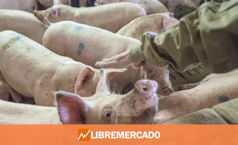 Un nuevo informe animalista contra las macrogranjas pone el foco en el porcino español