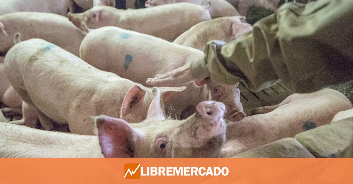 Un nuevo informe animalista contra las macrogranjas pone el foco en el porcino español