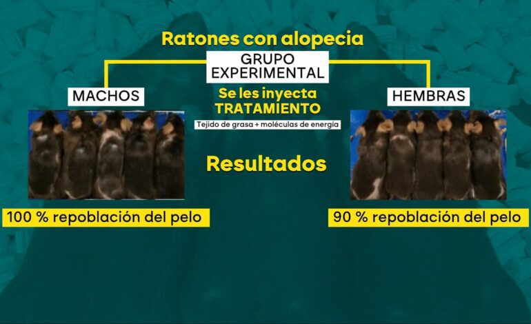 un científico español logra que ratones calvos vuelvan a tener pelo con un innovador experimento