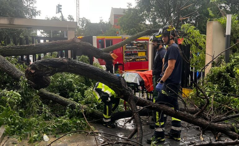Una mujer, en estado grave tras caerle encima un árbol en Madrid