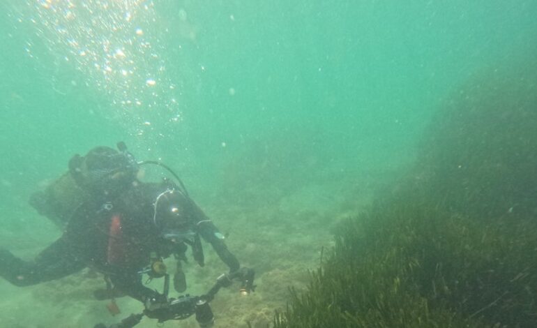 El ecosistema innovador profundiza en el tesoro submarino de la posidonia