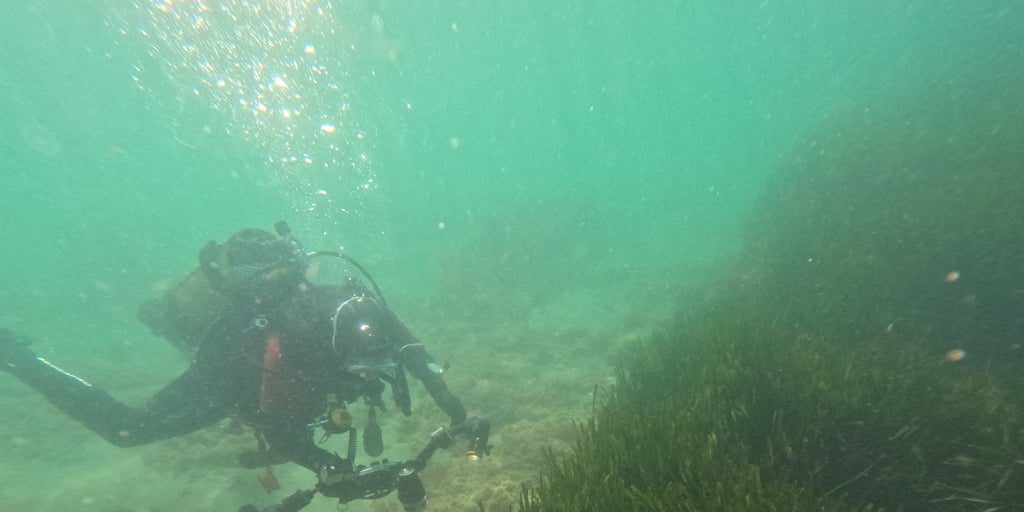 El ecosistema innovador profundiza en el tesoro submarino de la posidonia