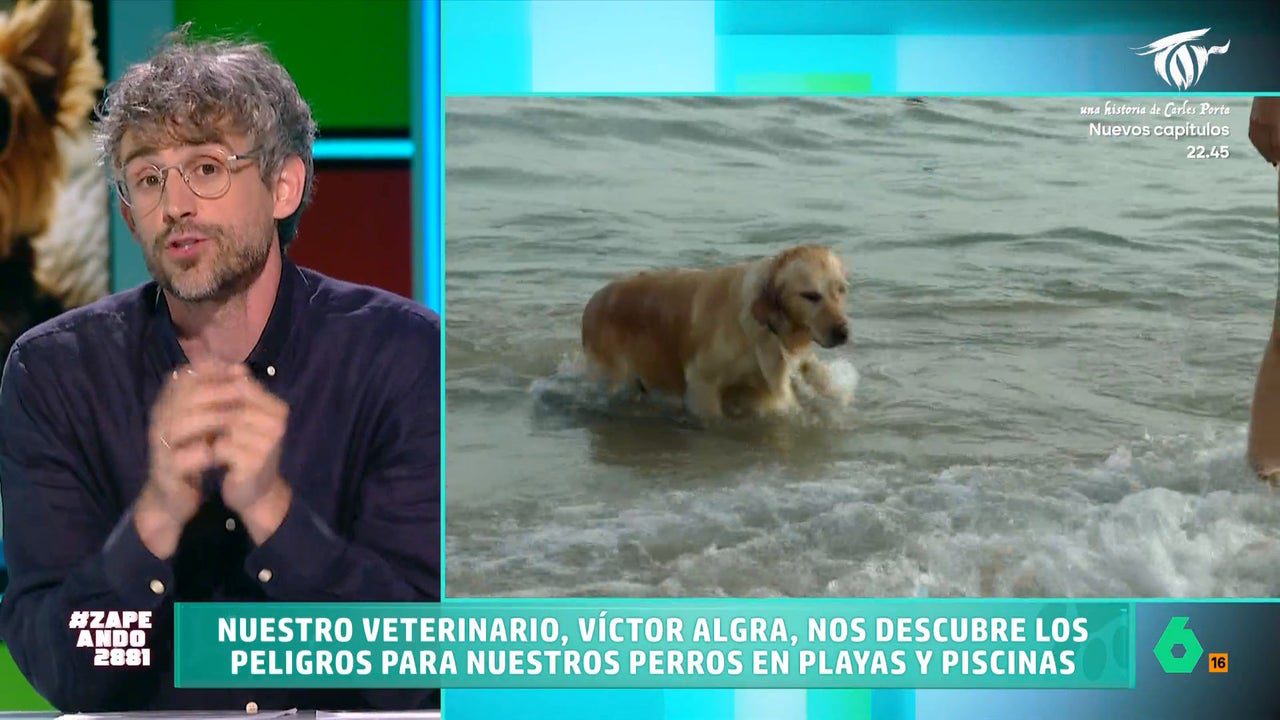 El veterinario Víctor Algra señala qué peligros existen en la playa o la piscina para nuestras mascotas