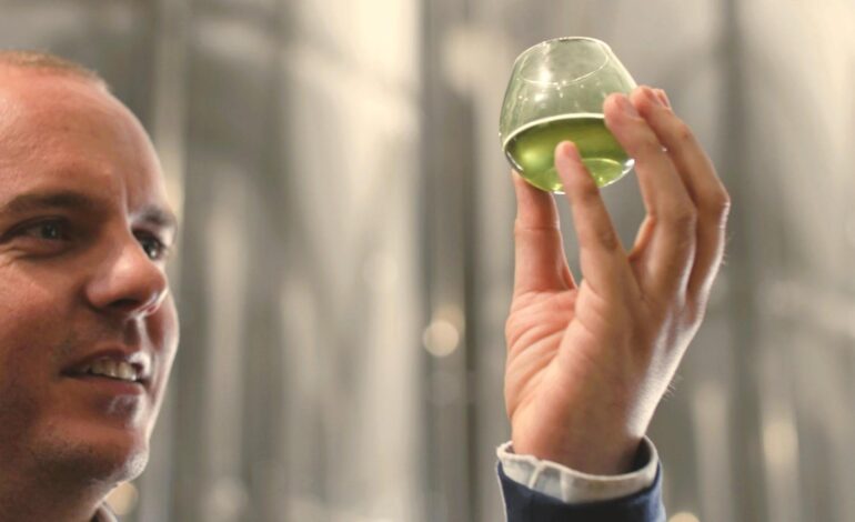 La almazara centenaria que se reinventa con innovación y logra un aceite de oliva virgen extra un 10% más puro