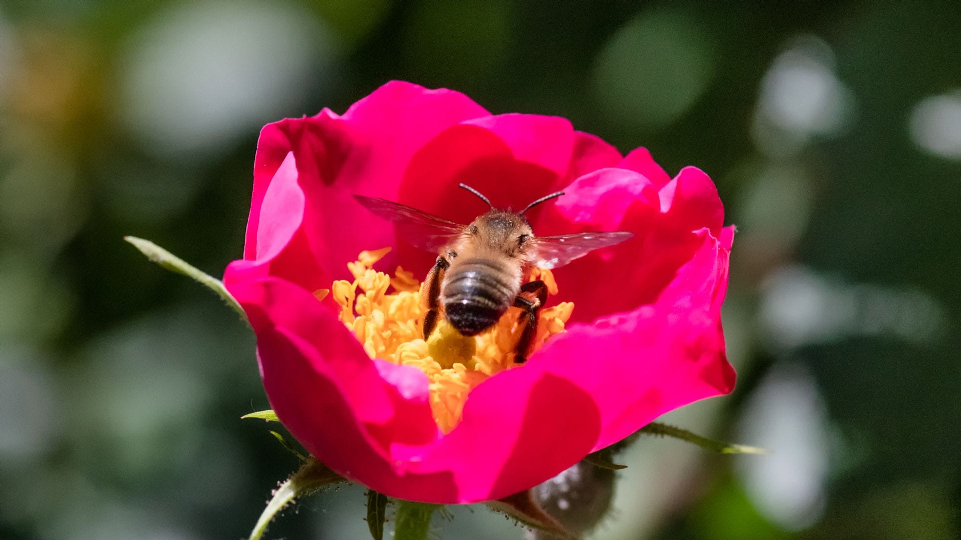 Flor Royal Botanical Garden Polinización en Madrid