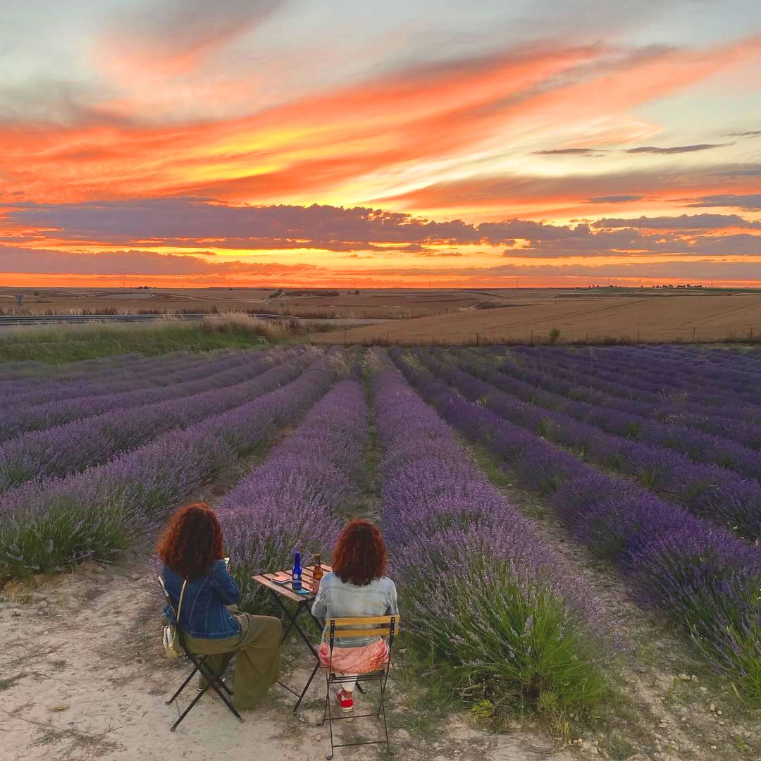Flor de lavanda en Tiera, Valladolid