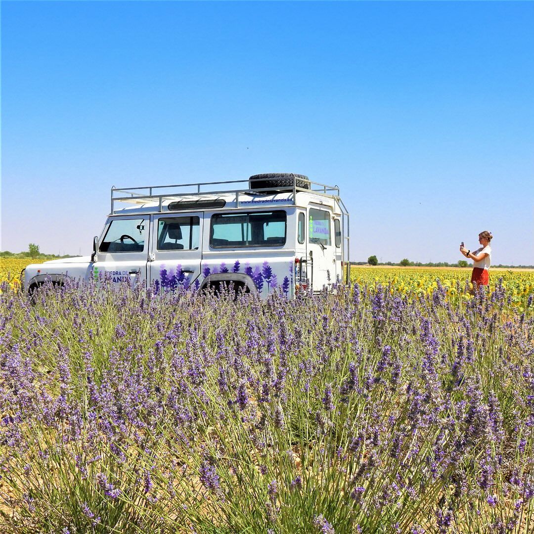 Festival de lavanda y floración en Tiedra, Valladolid