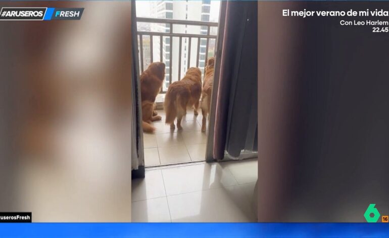 El divertido susto de una dueña a sus tres Golden Retriever al ver cómo cotillean desde el balcón