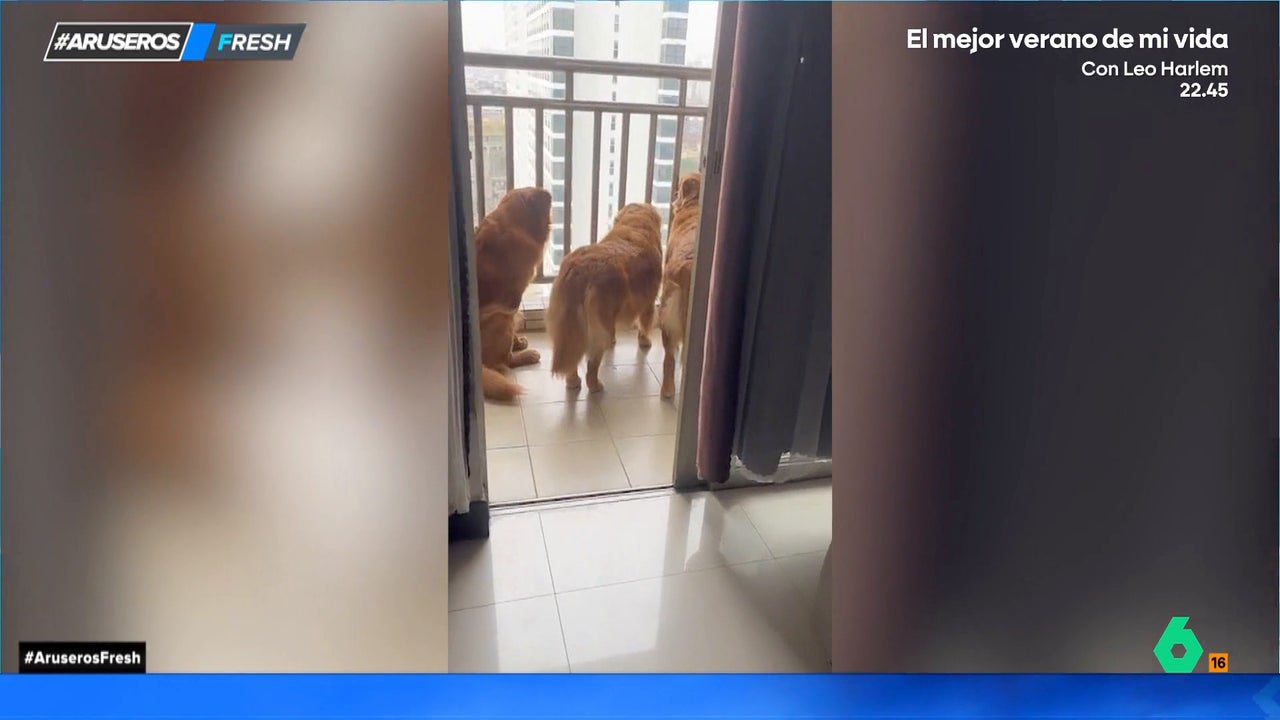 El divertido susto de una dueña a sus tres Golden Retriever al ver cómo cotillean desde el balcón