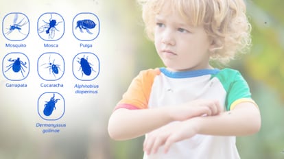 Anticimex concentrado insecticida