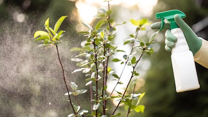 Insecticida concentrado para plantas y arbustos domésticos.