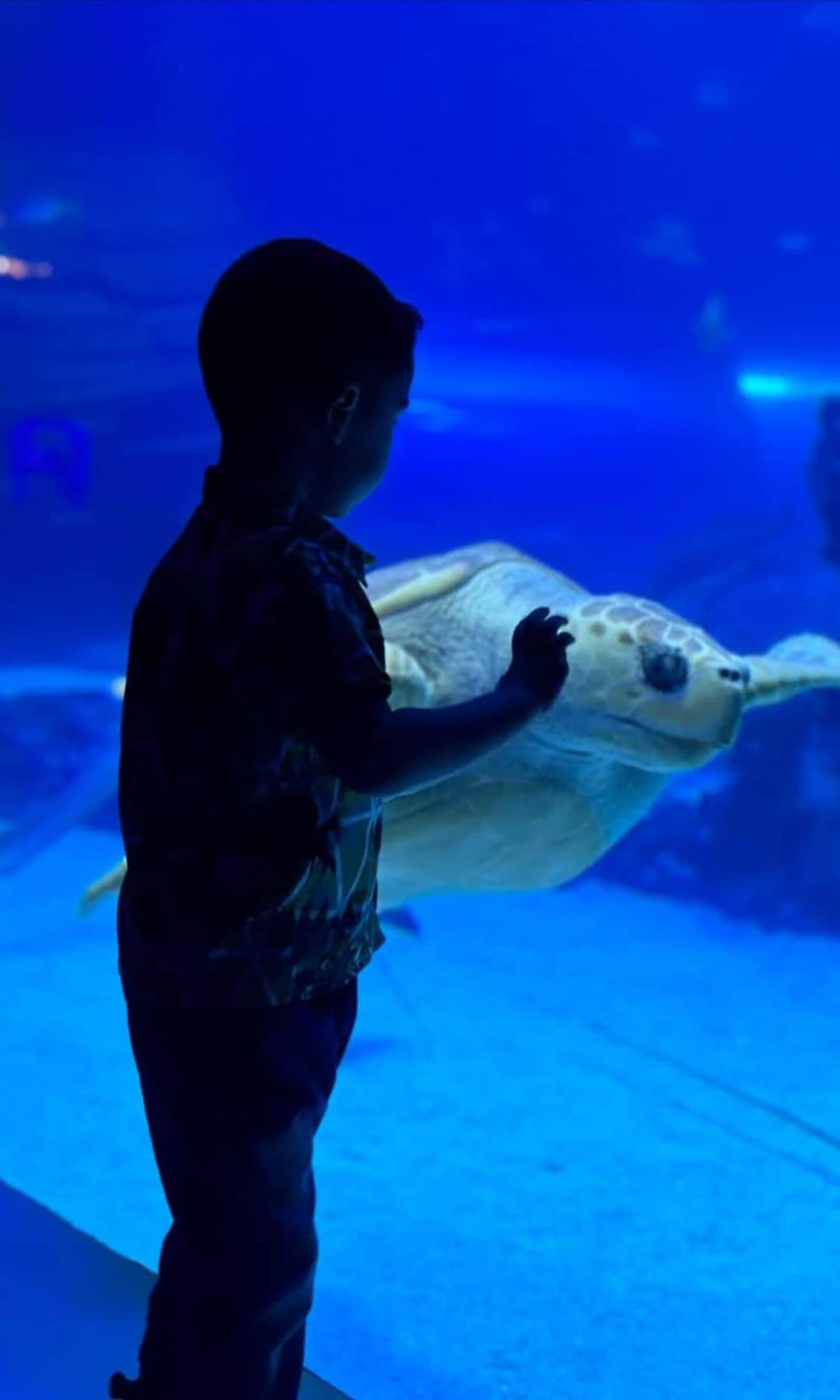 Niño y tortuga en el acuario Atlantis Madrid