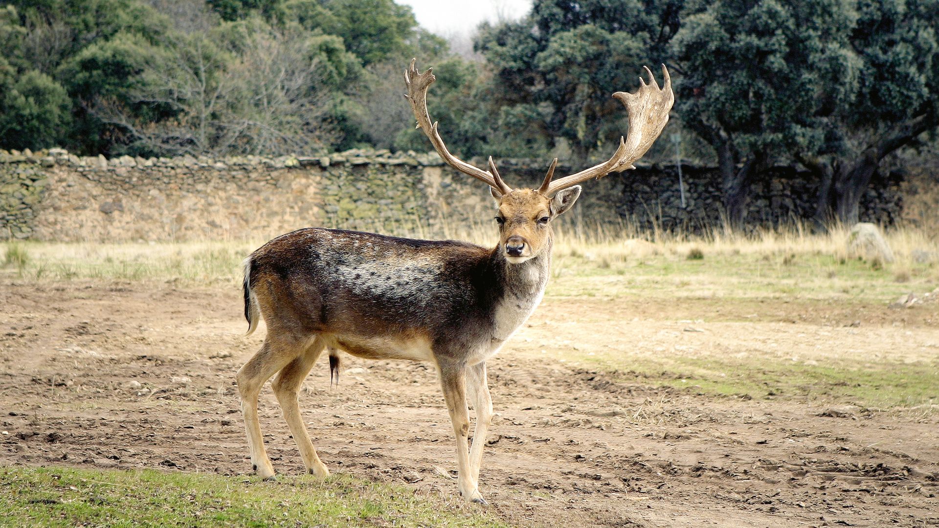 Gamo en el bosque del Palais de Riofrío.