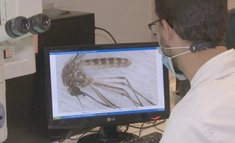 Italia registra 32 casos de virus del Nilo Occidental: dos personas han fallecido