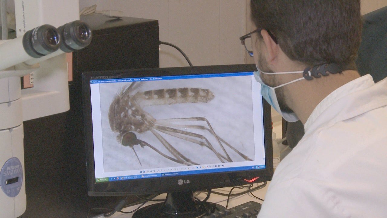 Italia registra 32 casos de virus del Nilo Occidental: dos personas han fallecido