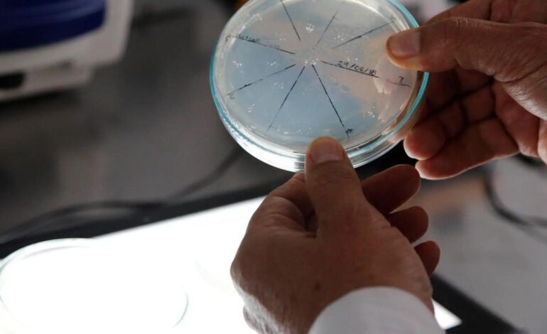 Cuatro muertos en Florida por una bacteria carnívora presente en el mar