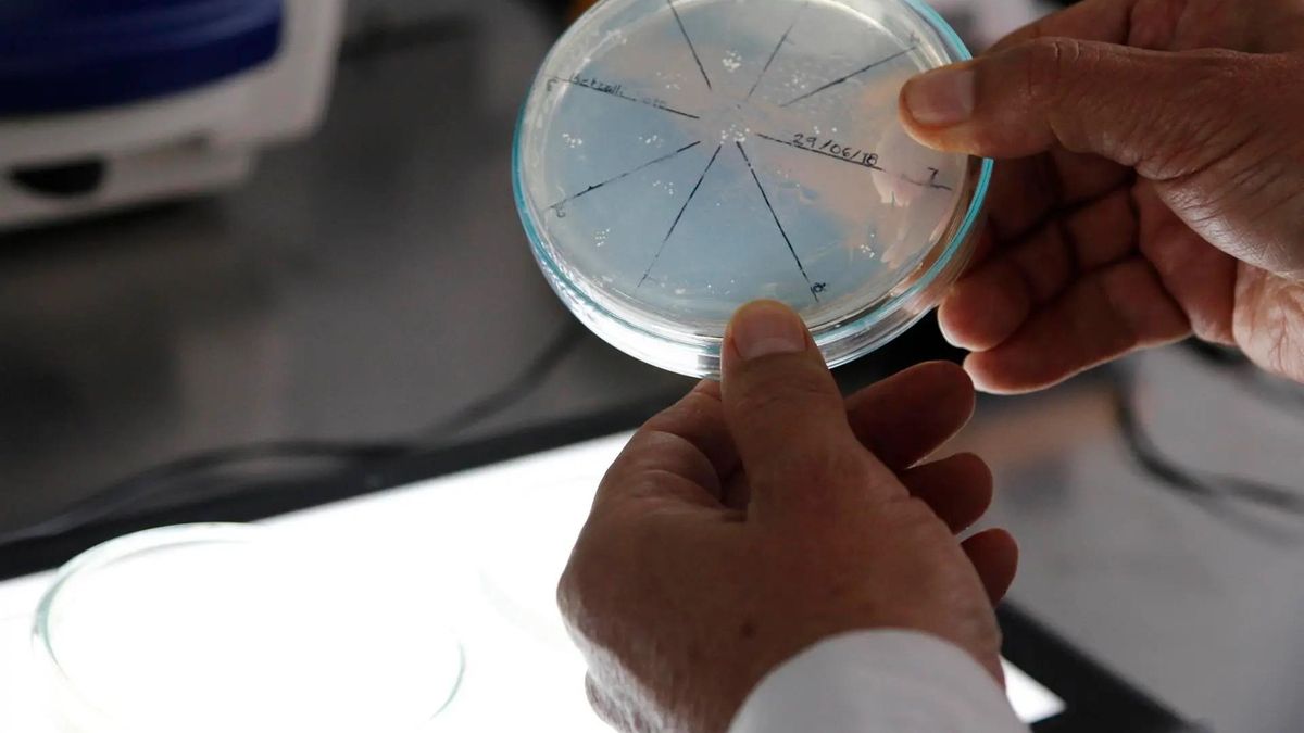 Cuatro muertos en Florida por una bacteria carnívora presente en el mar