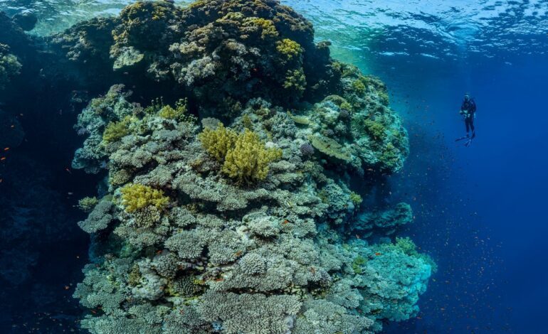 Pecios, corales y miles de peces de colores: así es un viaje de buceo por el mar Rojo | El Viajero
