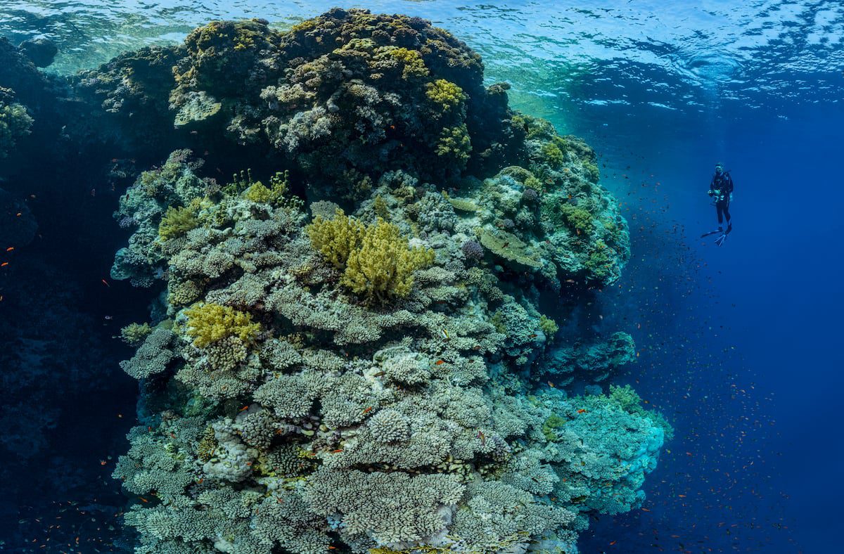 Pecios, corales y miles de peces de colores: así es un viaje de buceo por el mar Rojo | El Viajero