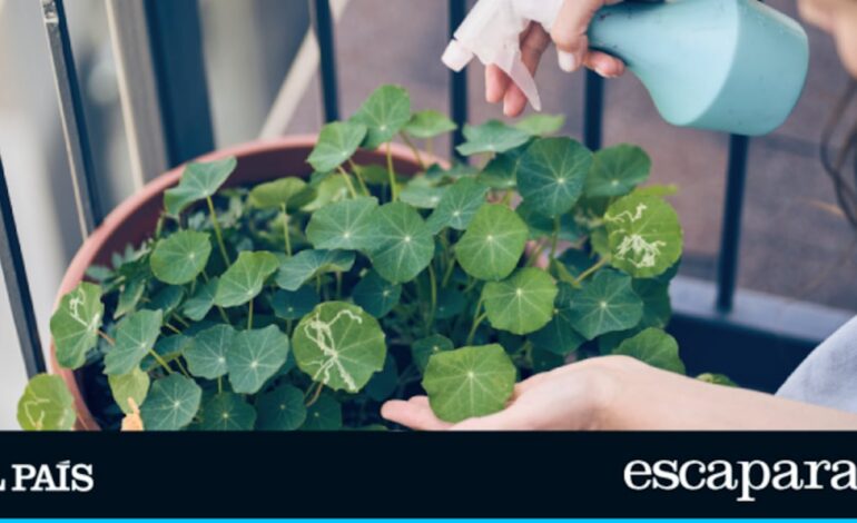 Adiós a todo tipo de plagas en tu jardín o terraza con solo una gota de este insecticida concentrado | Lo más vendido | Escaparate