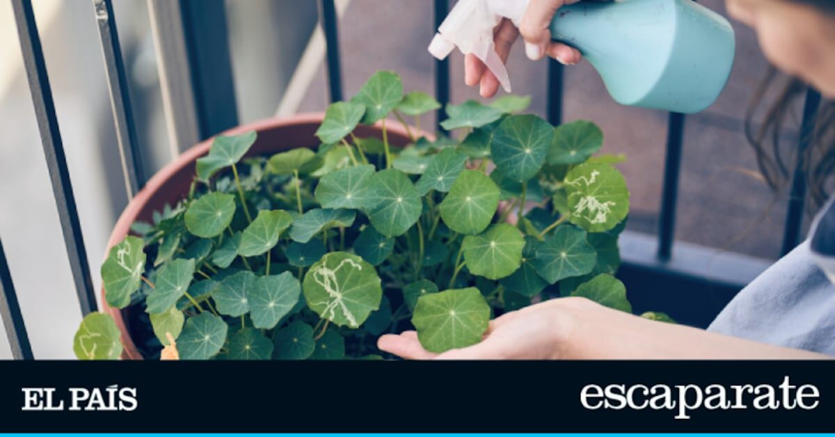 Adiós a todo tipo de plagas en tu jardín o terraza con solo una gota de este insecticida concentrado | Lo más vendido | Escaparate