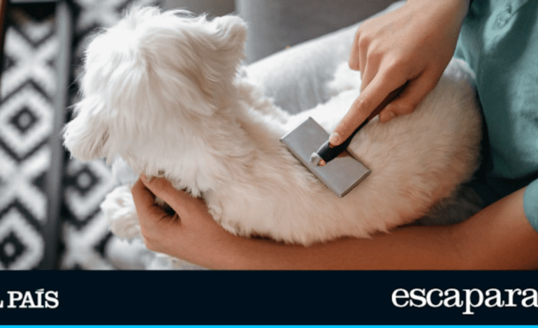 El invento que aspira el pelo de tu perro mientras lo cepillas: potente, silencioso y compacto | Estilo de vida | Escaparate