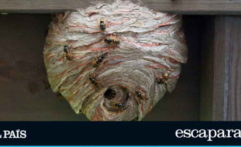Adiós a las avispas: el remedio sencillo y barato para acabar con uno de los insectos problemáticos de tu jardín | Estilo de vida | Escaparate