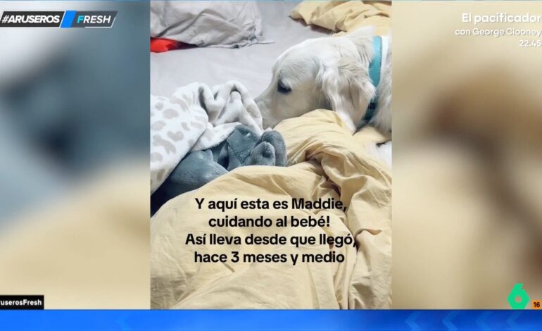 así cuida un perro del bebé recién nacido