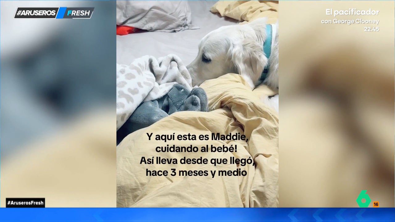así cuida un perro del bebé recién nacido