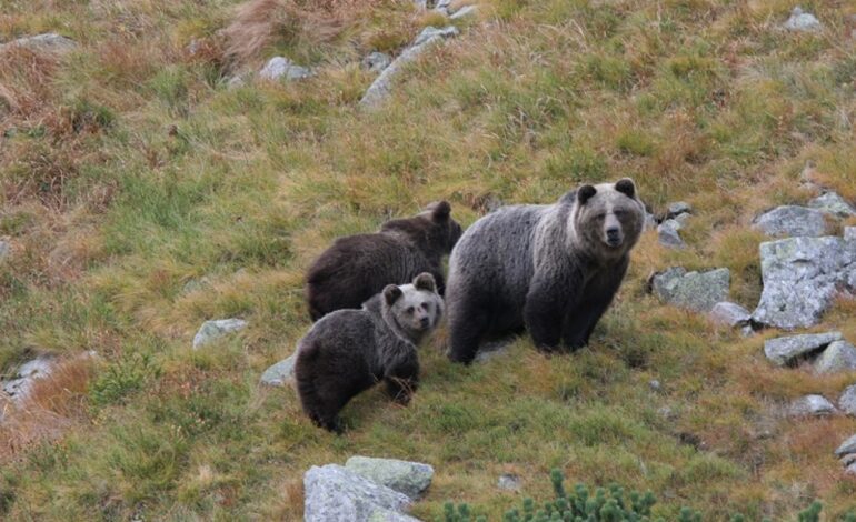 Un oso ficticio corre por las calles de Japón en un simulacro para enseñar a la población a defenderse de ataques reales