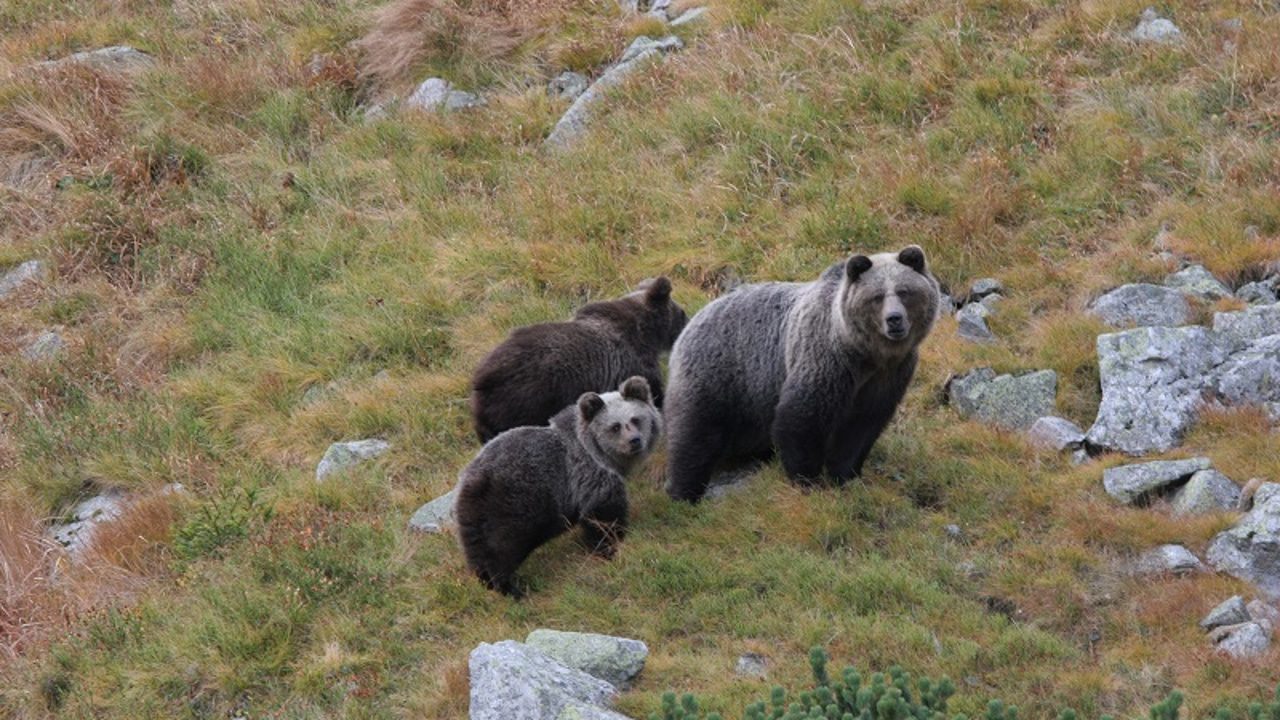 Un oso ficticio corre por las calles de Japón en un simulacro para enseñar a la población a defenderse de ataques reales
