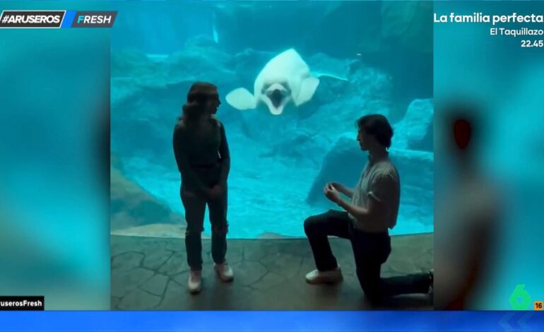 La inesperada reacción de una ballena beluga a una pedida de matrimonio que se da frente a ella en el acuario