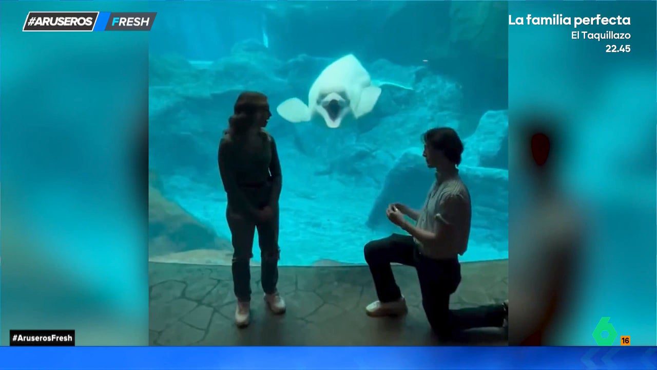 La inesperada reacción de una ballena beluga a una pedida de matrimonio que se da frente a ella en el acuario