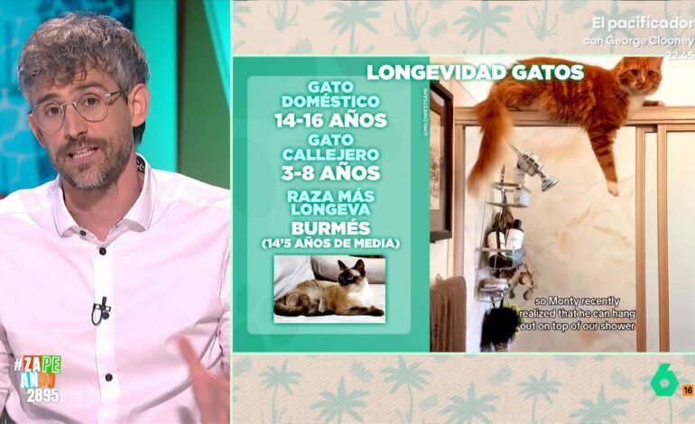 estas son las razas de perros y gatos que viven más