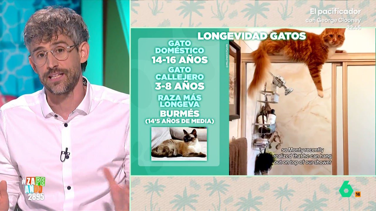 estas son las razas de perros y gatos que viven más