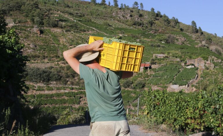 El campo español, atrapado entre los aranceles de Trump y la escasez de mano de obra