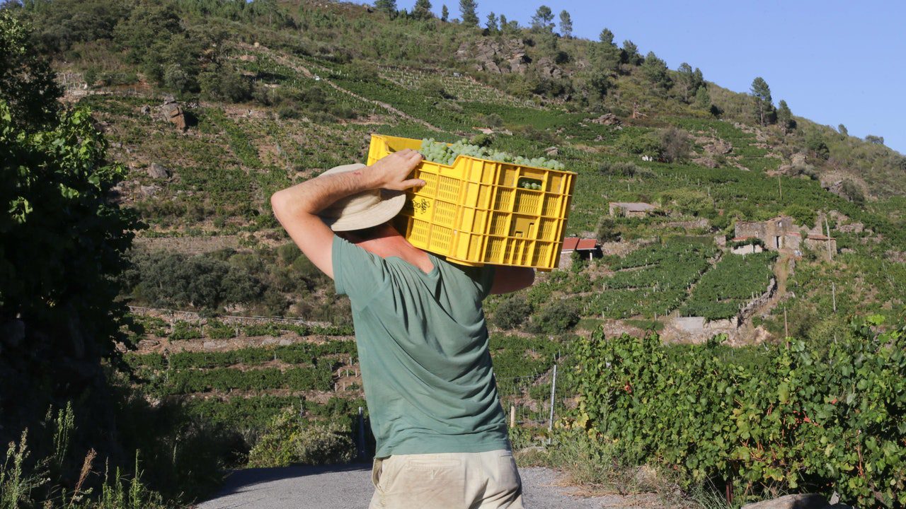 El campo español, atrapado entre los aranceles de Trump y la escasez de mano de obra