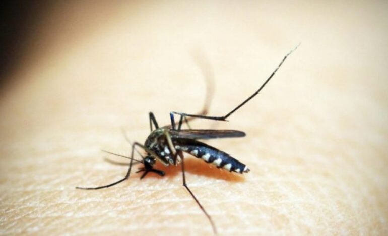 Hong Kong confirma su noveno caso de fiebre chikungunya