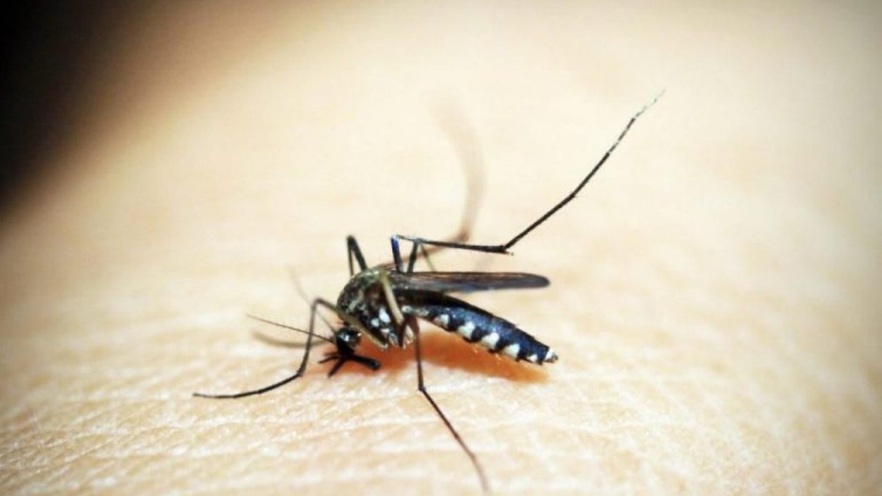 Hong Kong confirma su noveno caso de fiebre chikungunya