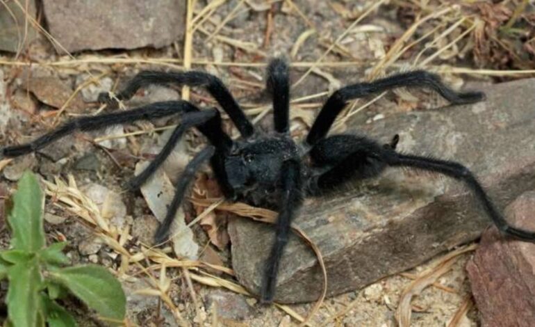 Así es la peligrosa araña australiana que ya ha llegado a Europa: "Menos mal que no llegó a morderme"