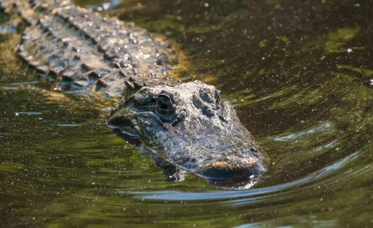 un caimán se aferró al brazo de una mujer mientras su esposo la sacaba del agua
